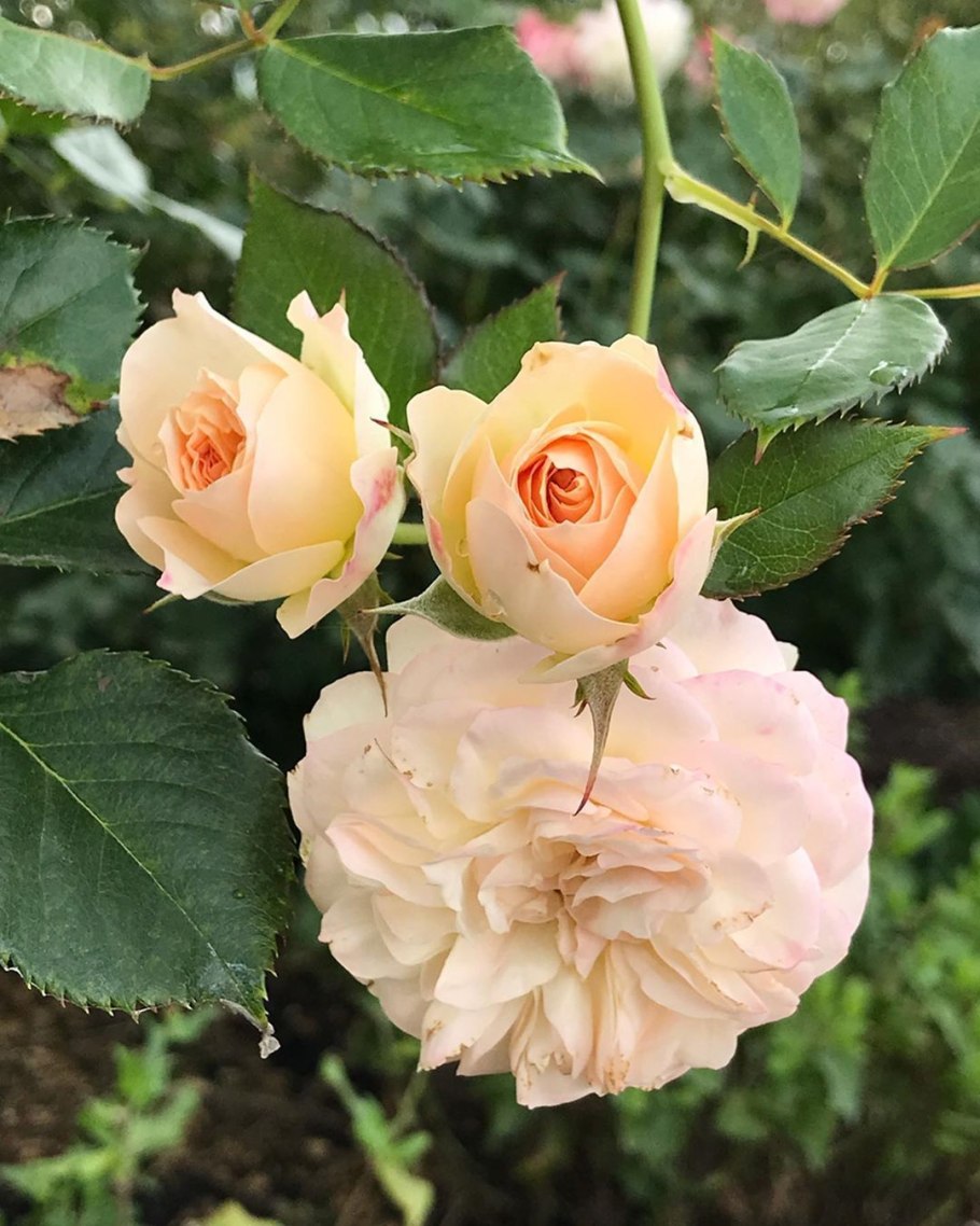 Роза Пастелла Кордеса