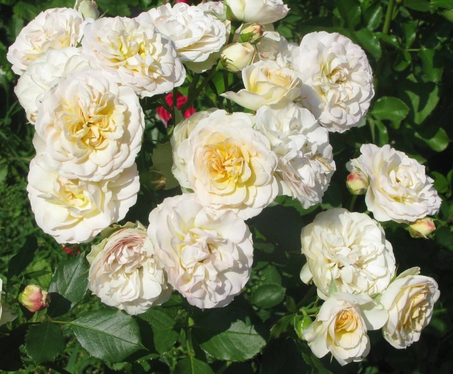 Роза Пастелла Эквадор