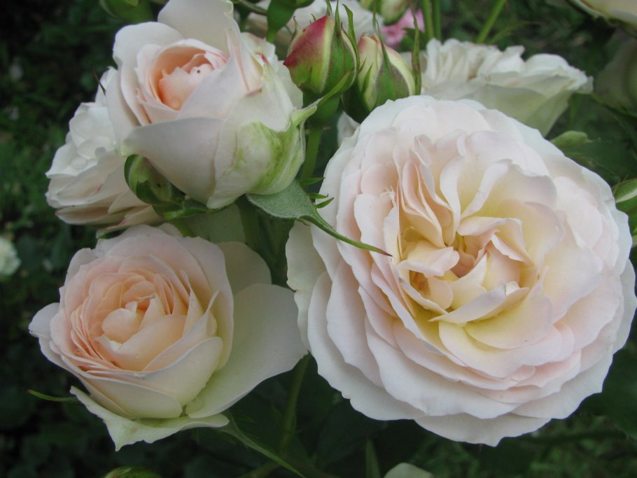 Розы Пастелла и Леонардо да Винчи вместе