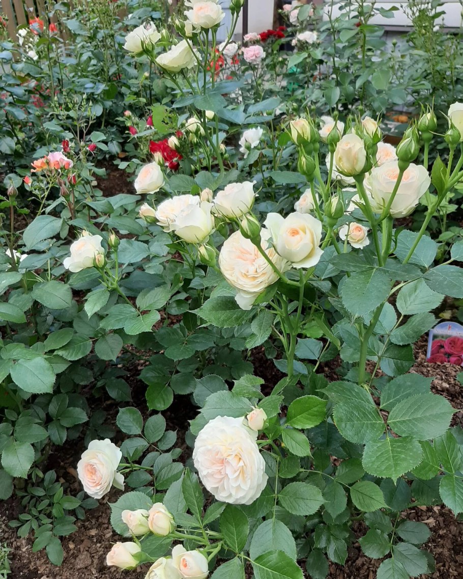 Роза Пастелла (флориб, св-лосос) вс001-293