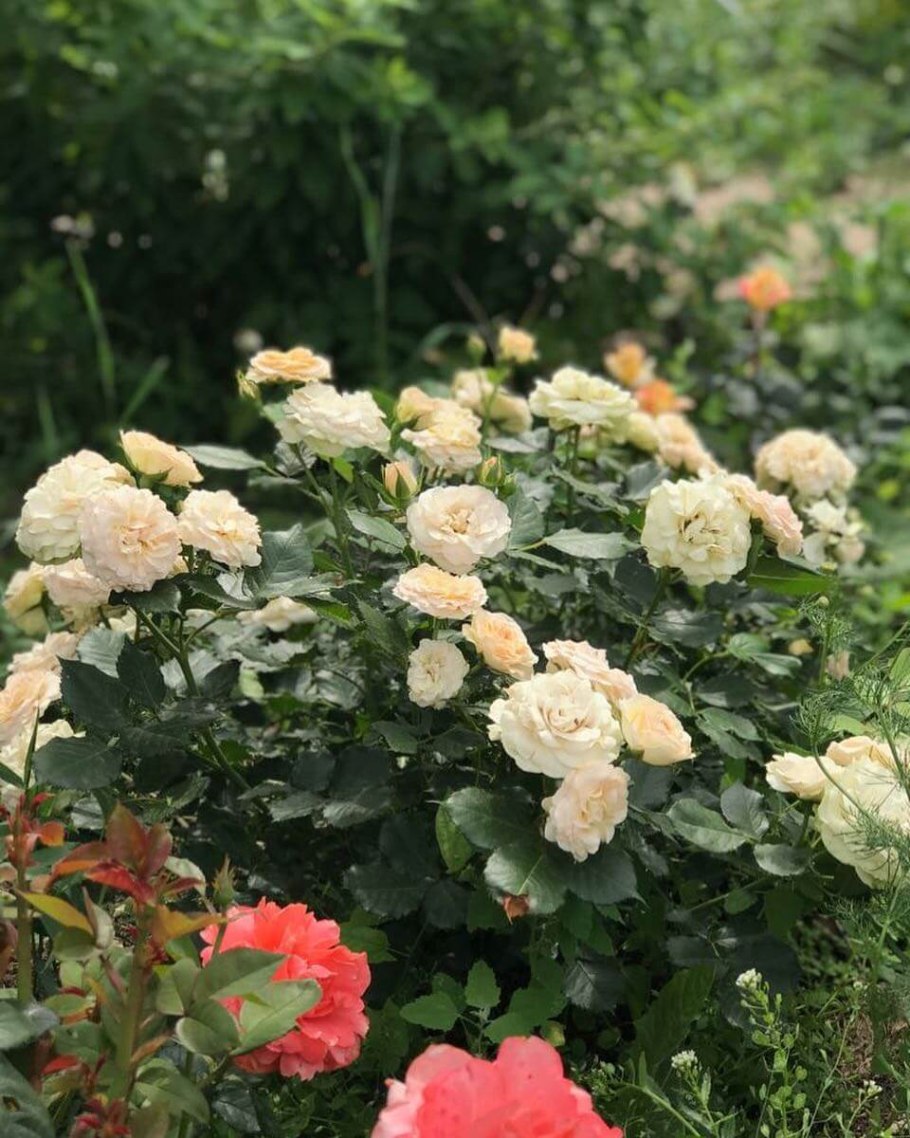 Пастелла. Pastella Tantau Германия, 2004 флорибунда