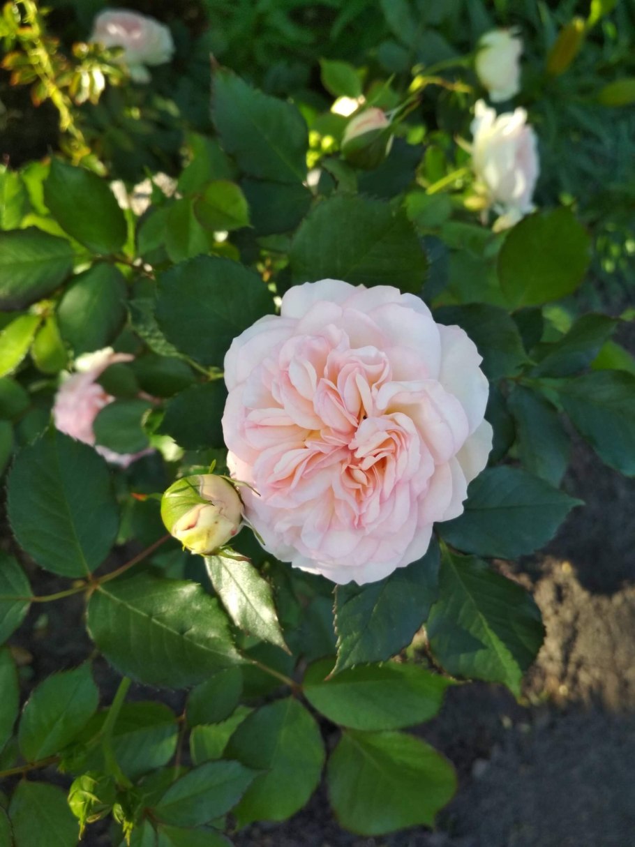 Роза флорибунда Пастелла