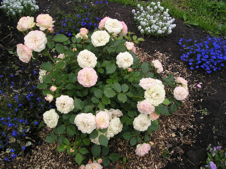 Роза Пастелла Тантау