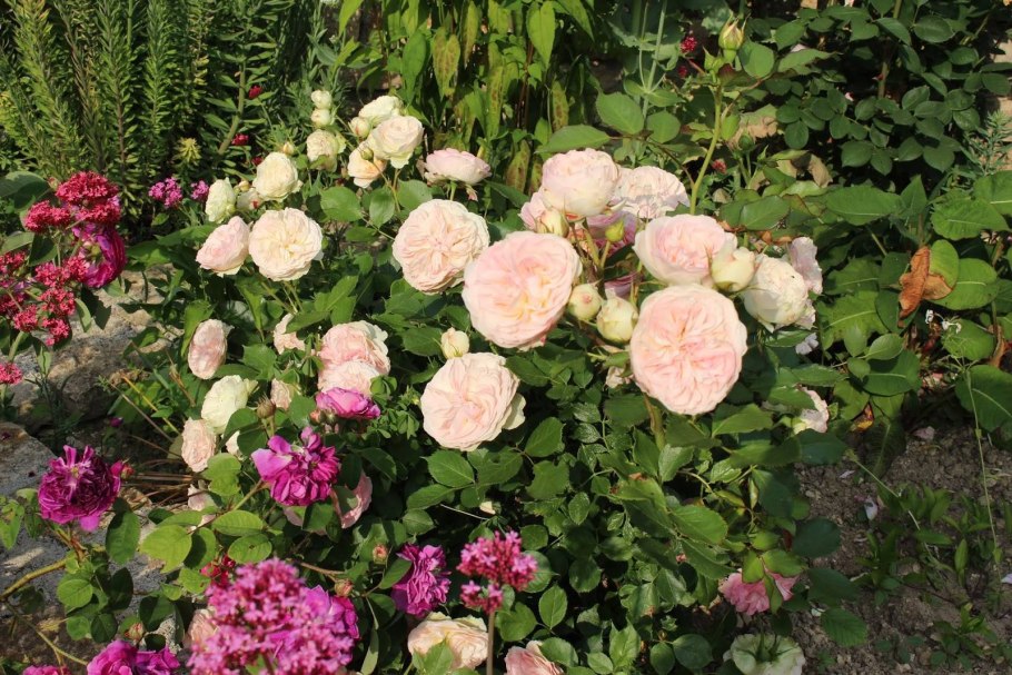 Pastella (Пастелла ) Tantau Германия, 2004