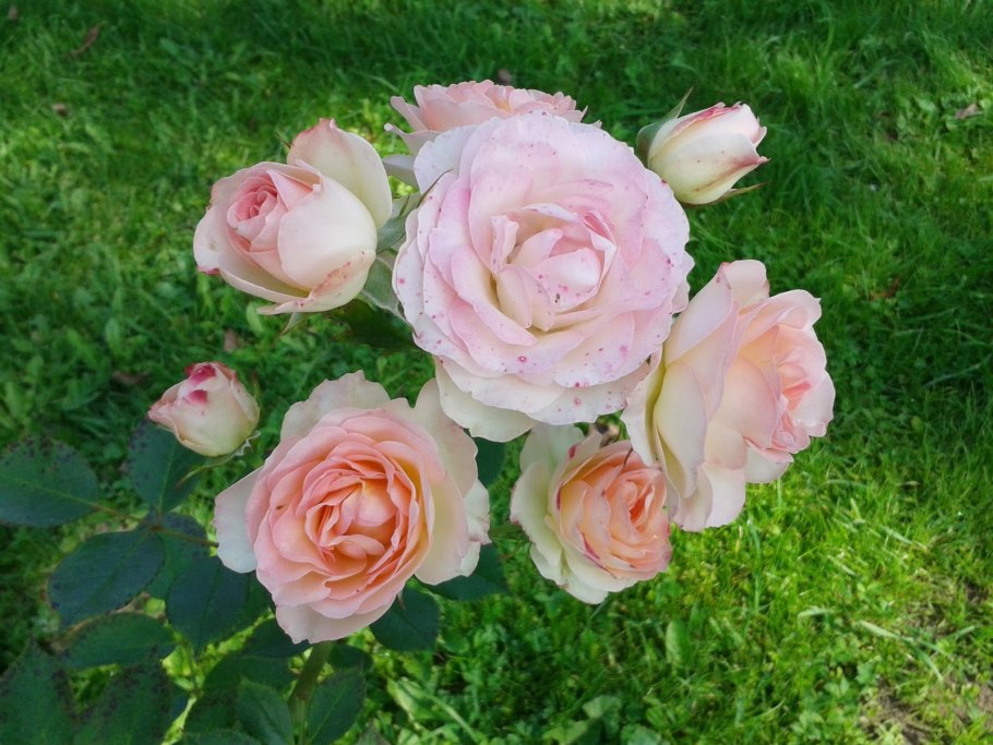 Роза Пастелла Кордеса