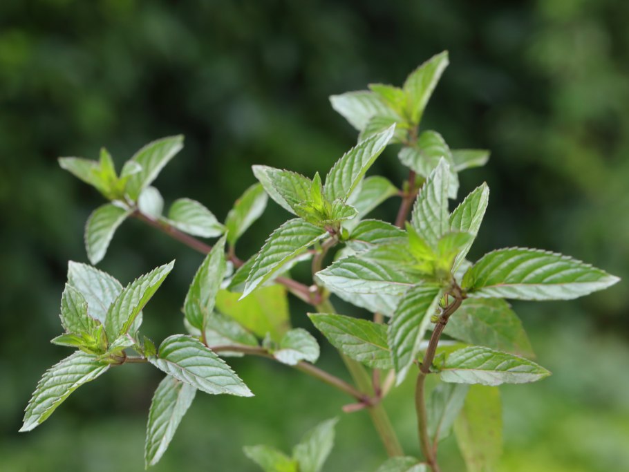 Мята производитель