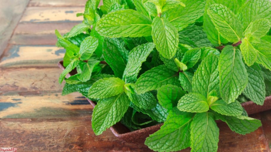 Мята перечная москвичка