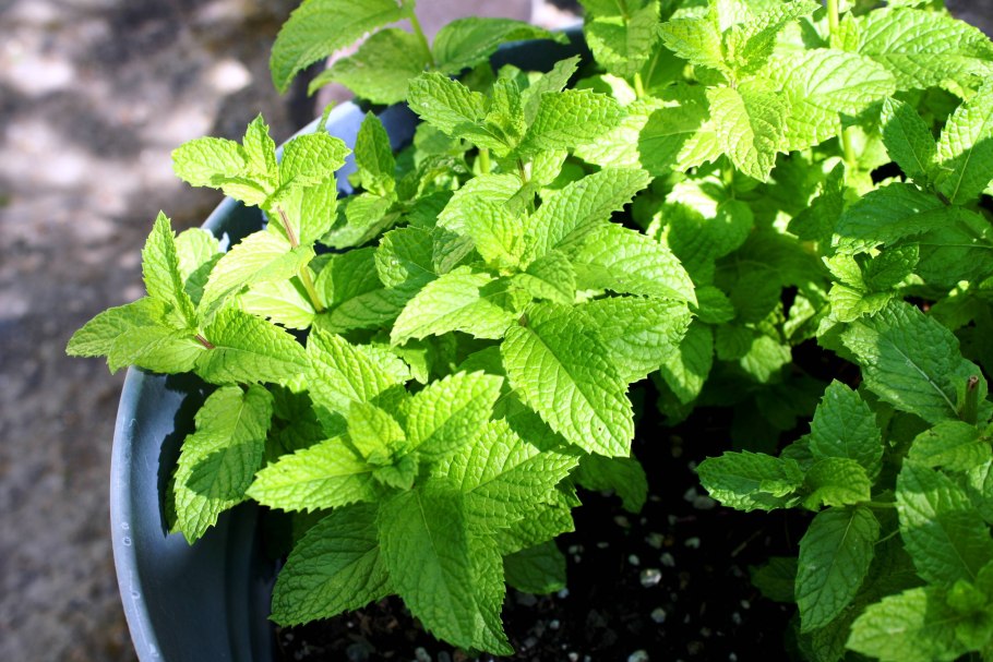 Мята перечная ботаника