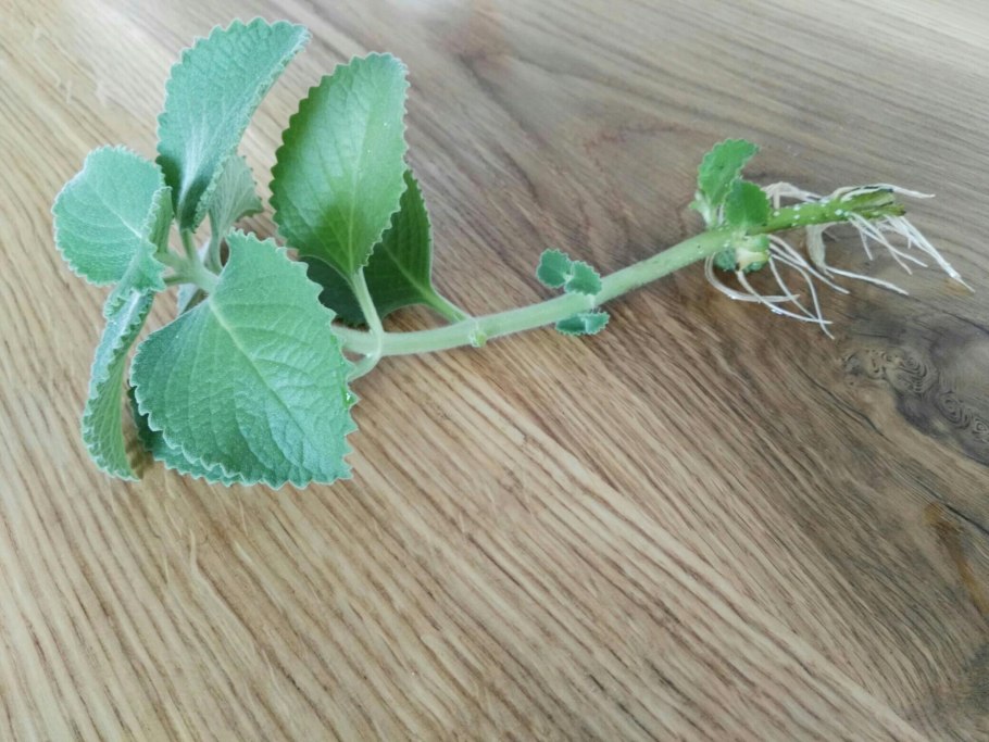 Плектрантус черенки