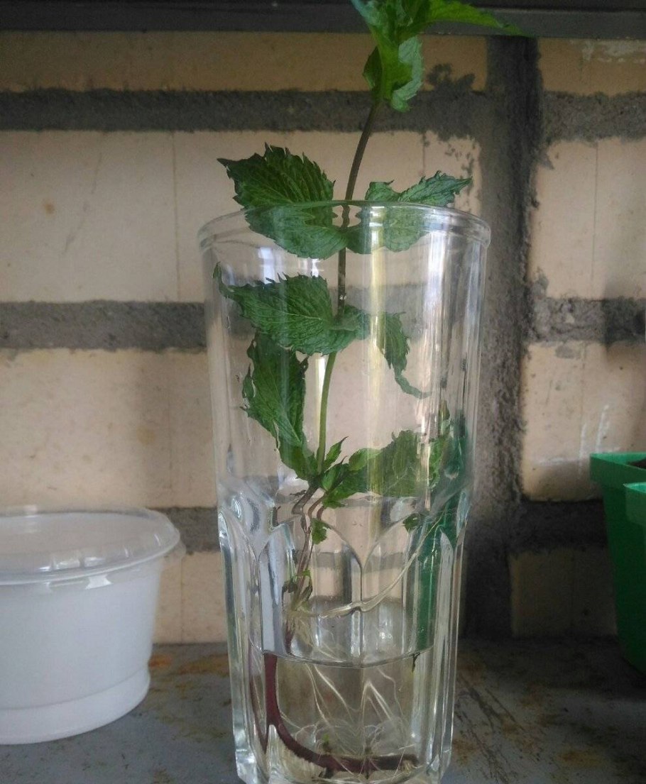 Мята черенкование