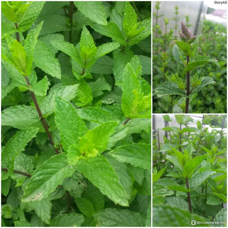 Мята перечная холодок