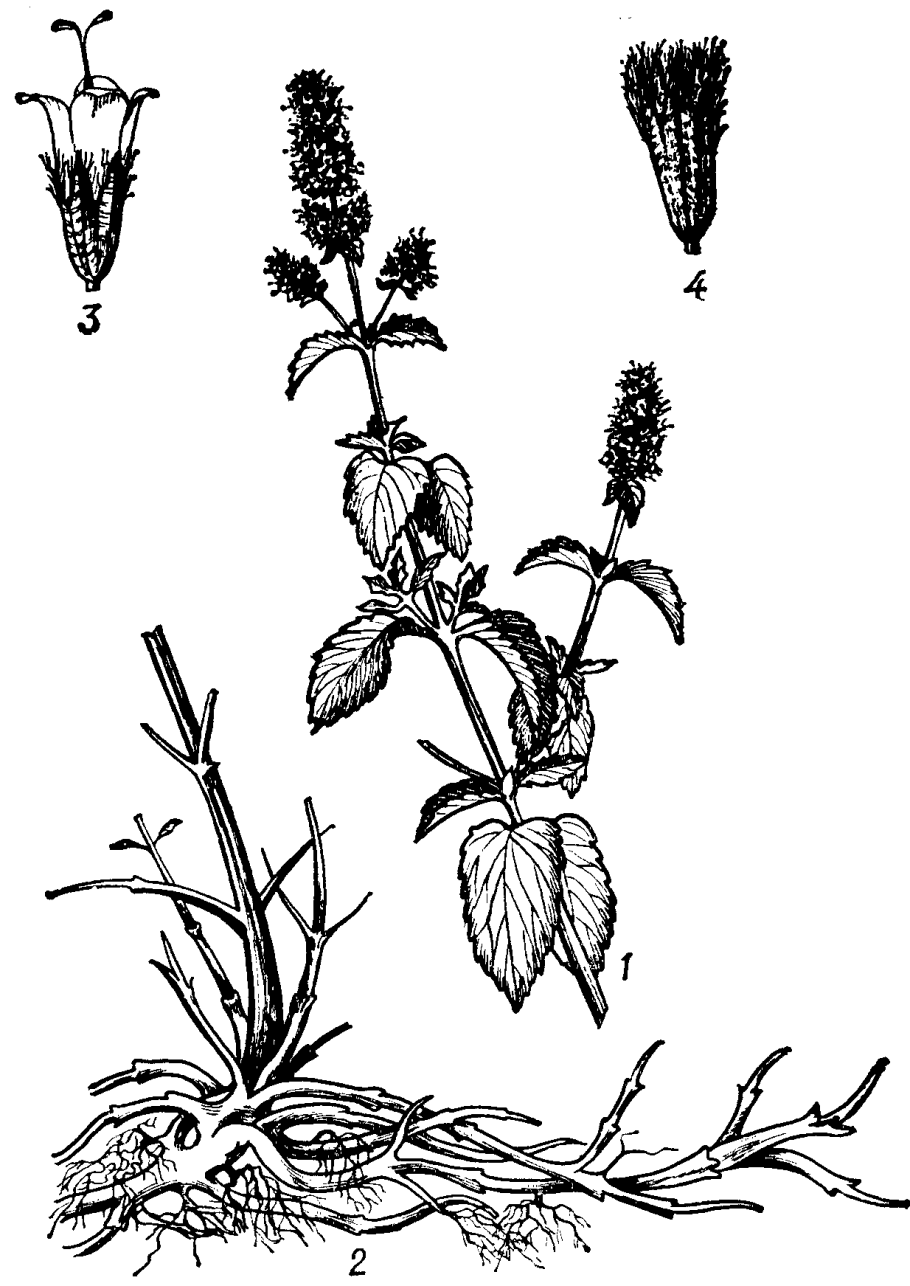 Мята перечная ботаника