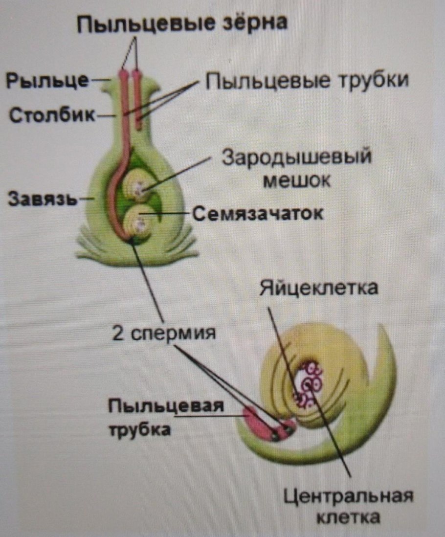 Цикл развития покрытосеменных схема