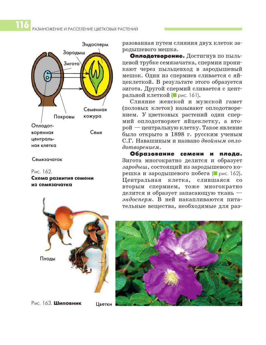 Строение пыльцевого зерна цветковых