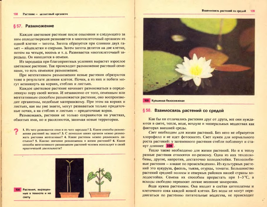 Женские половые клетки у цветковых растений