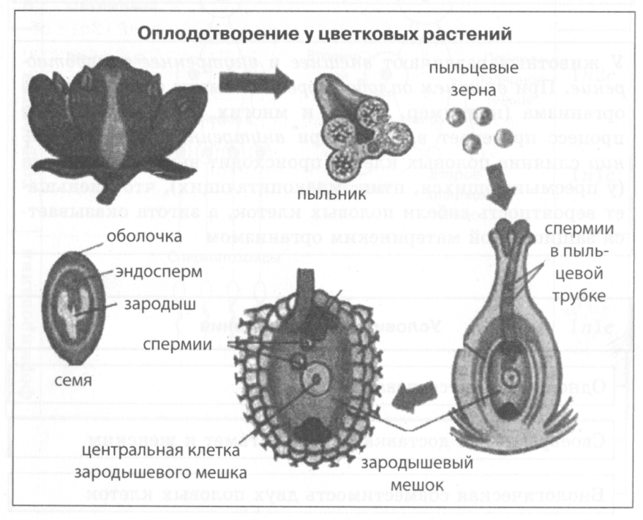 Размножение растений рисунок