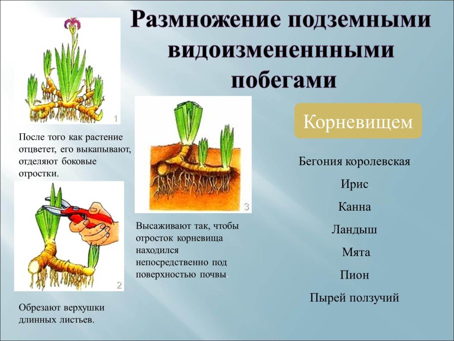 Вегетативное размножение побегами корневищем