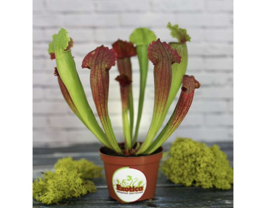 Саррацения (Sarracenia)