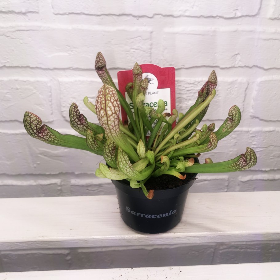 Саррацения Веноза