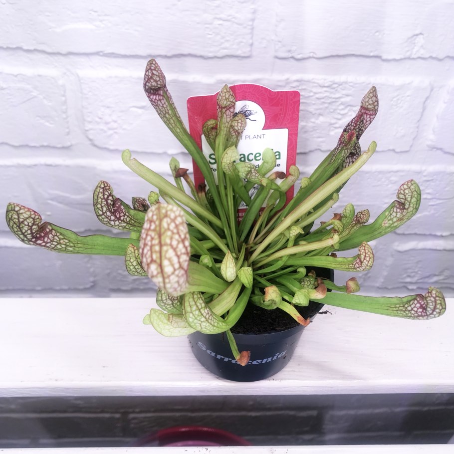 Саррацения Стивенси