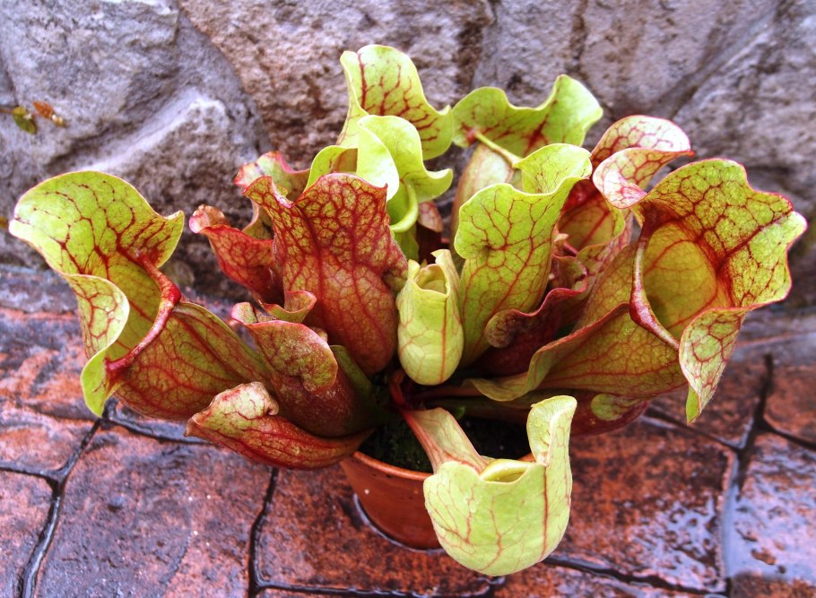 Саррацения видоизменение листа