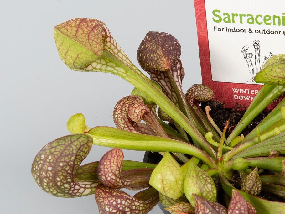 Саррацения ГОРОЛЮБИВАЯ