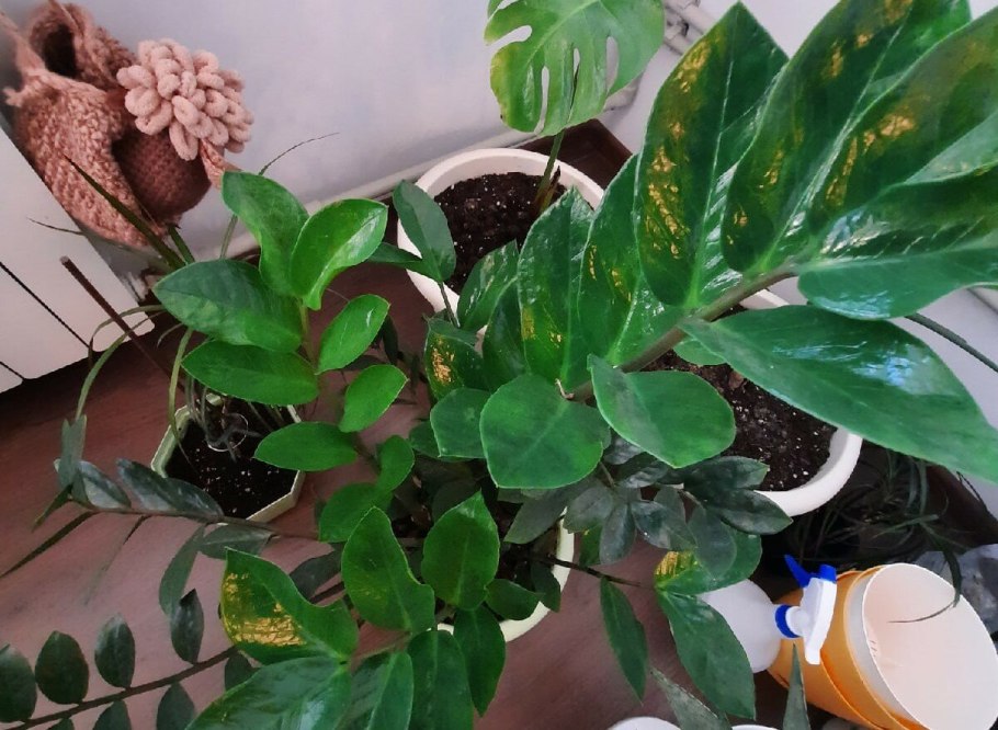 Замиокулькас пожелтел