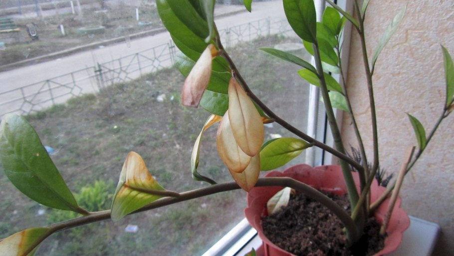 Замиокулькас 70*17 Supernova