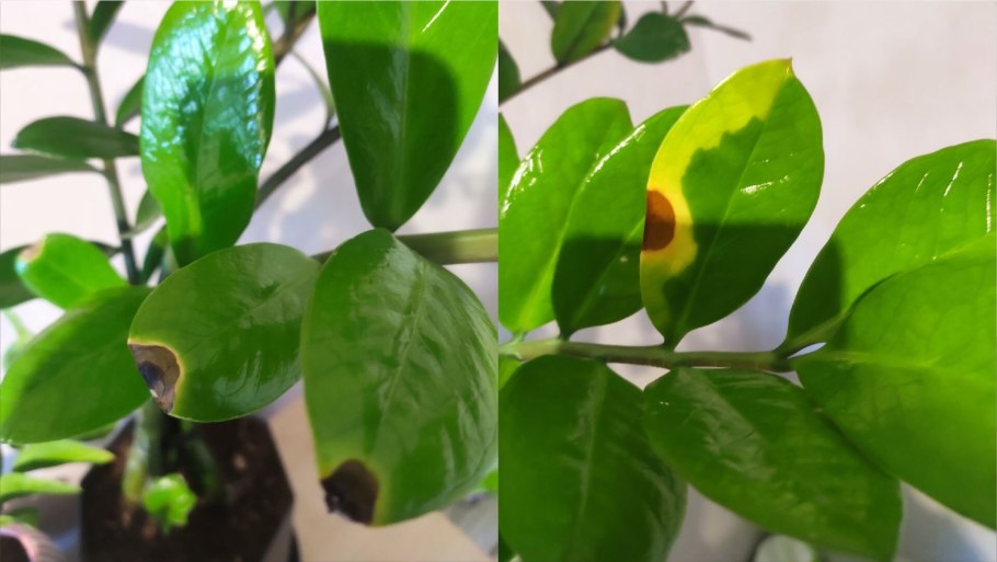 Замиокулькас искусственный