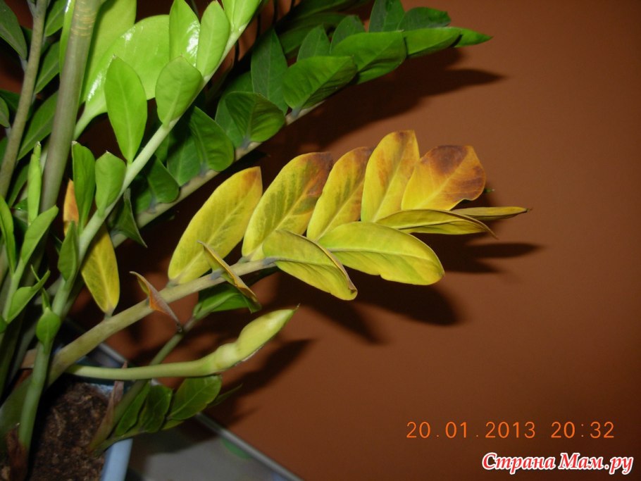 Замиокулькас ядовитый