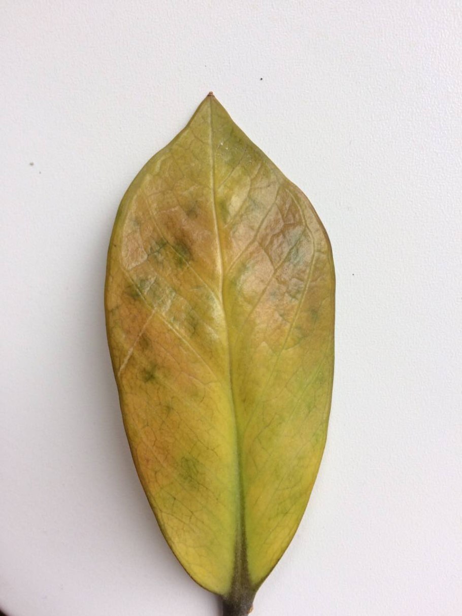 Антракноз замиокулькас