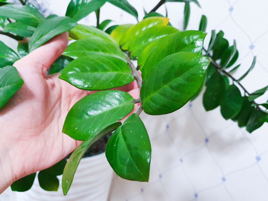 Замиокулькас щитовка