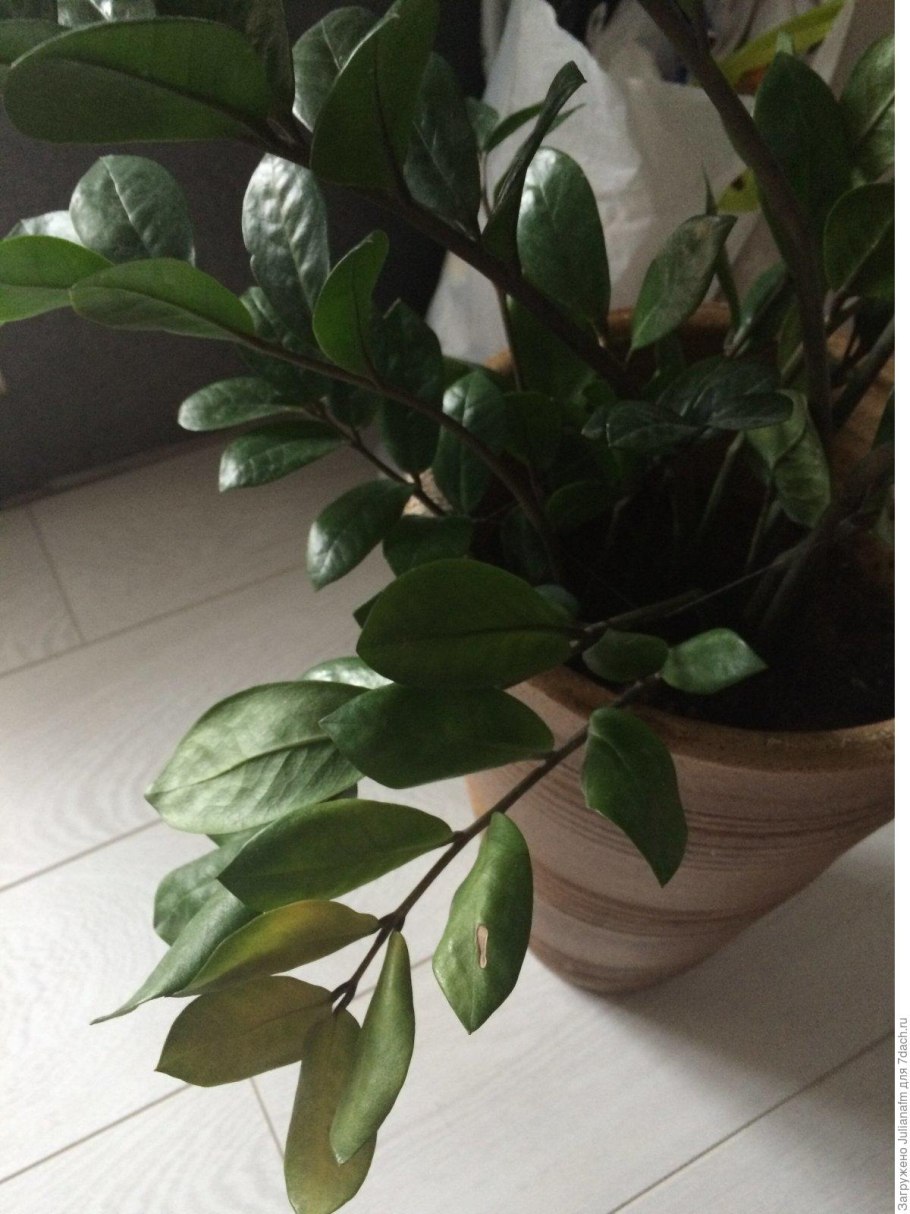 Замиокулькас Жук