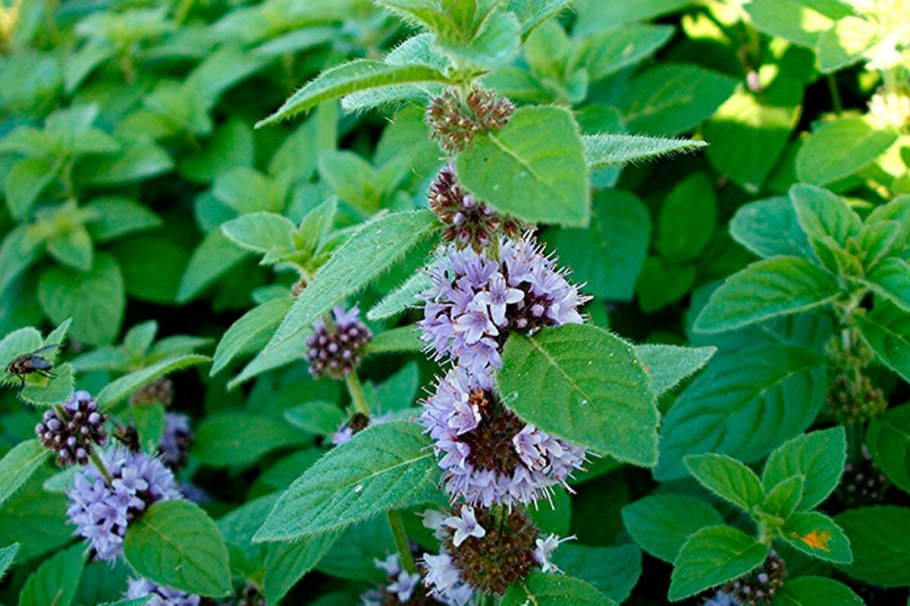 Мята перечная (Mentha piperita)