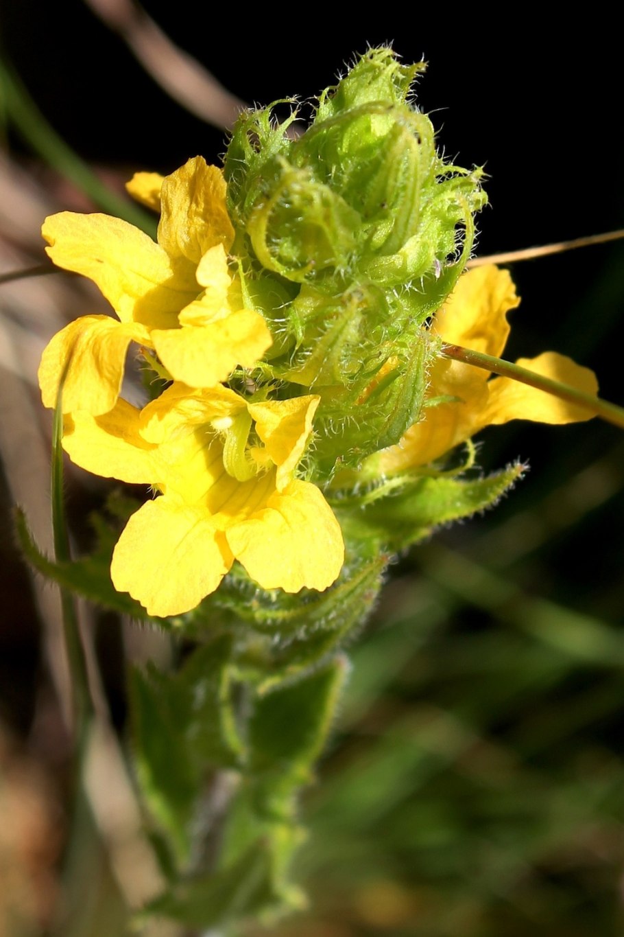 Крестоцветные капустные плод