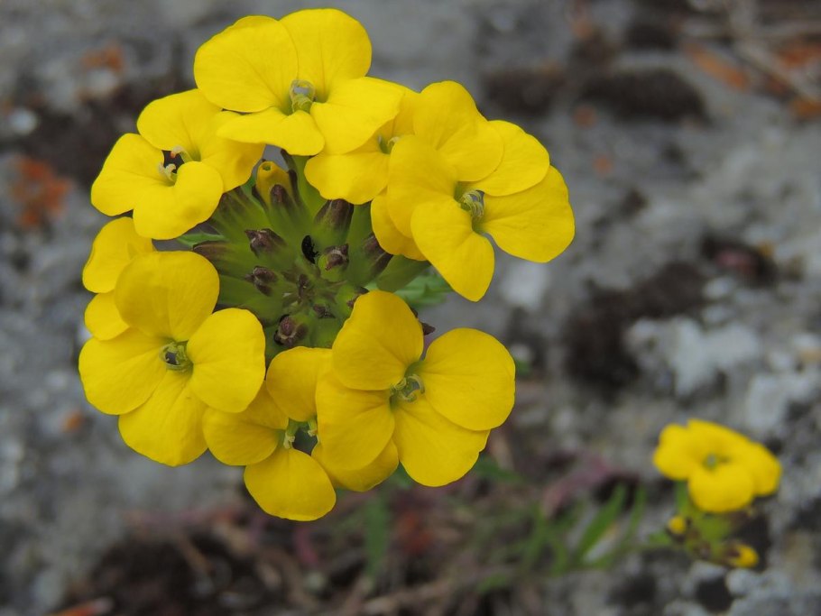 Brassica juncea растение
