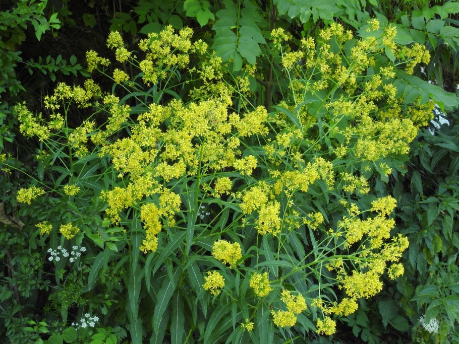 Капуста Полевая - Brassica Campestris l.,