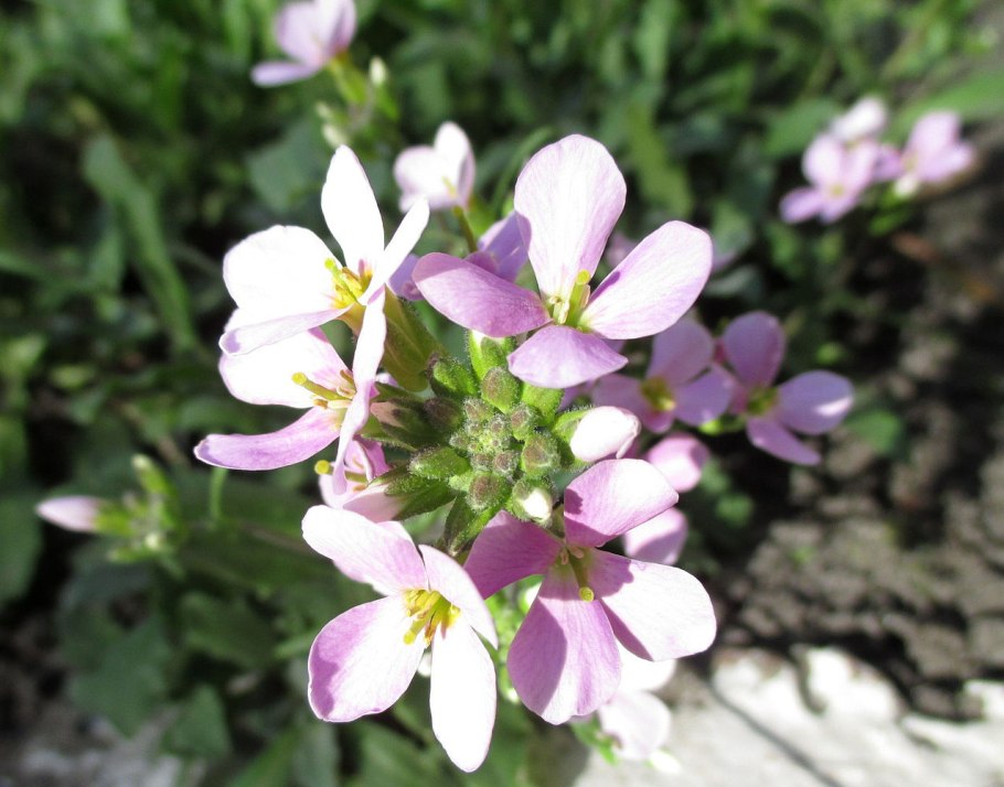 Рапс в пчеловодстве