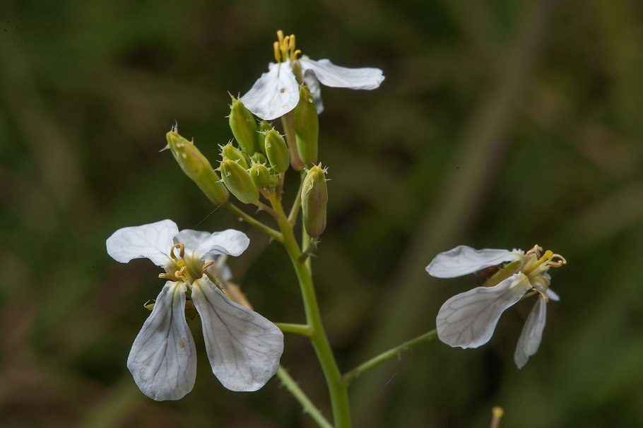 Крестоцветные капустные формула цветка
