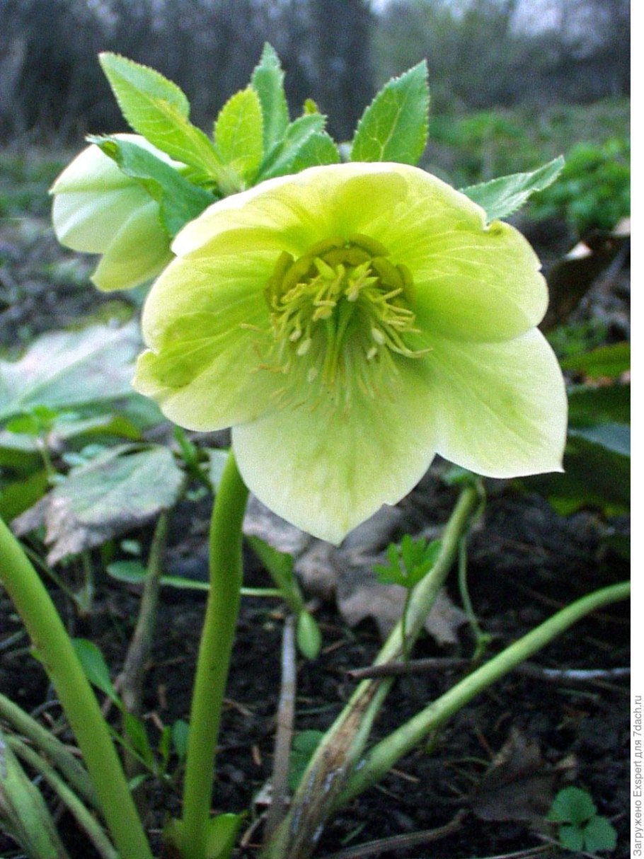 Морозник геллеборус