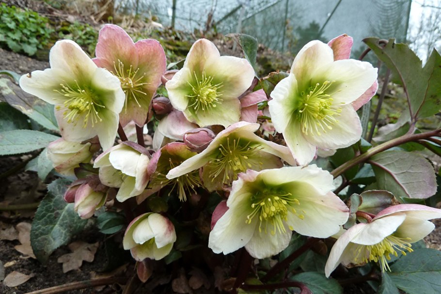 Морозник анемона Блэк