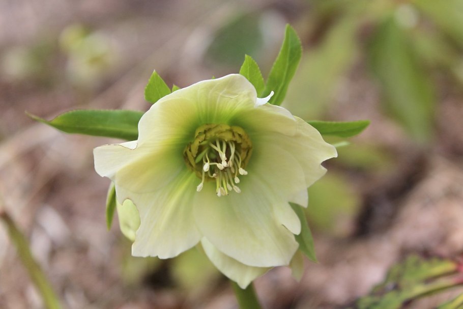 Морозник кавказский