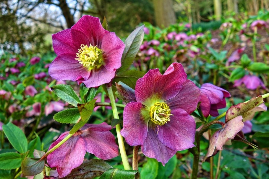 Морозник кавказский (Helleborus caucasicus)