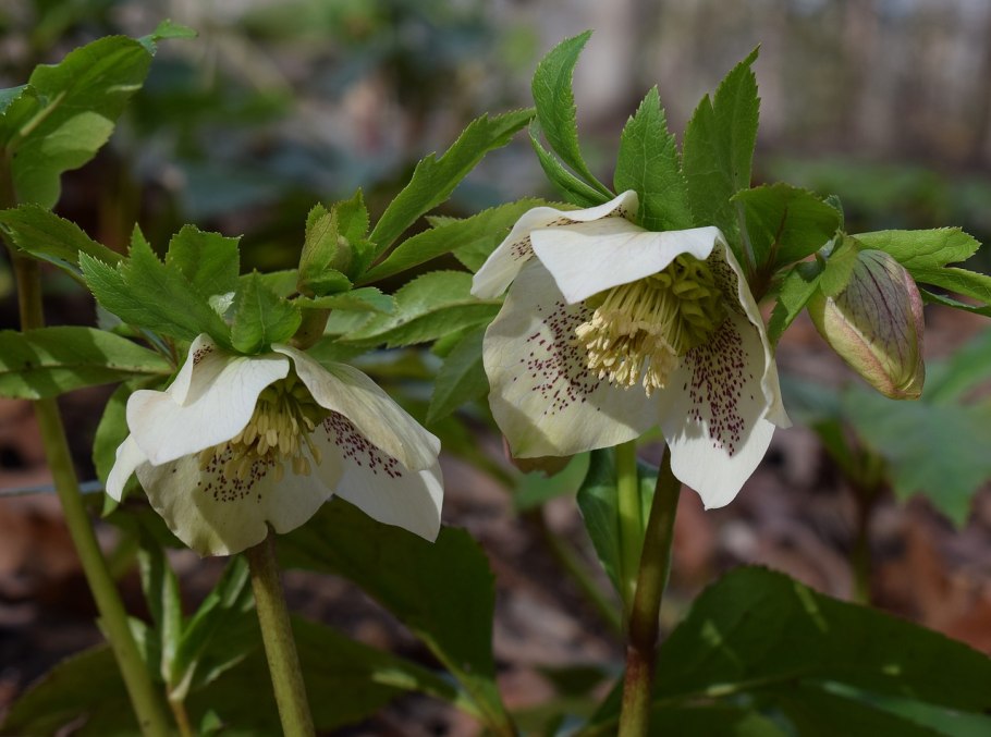 Helleborus caucasicus