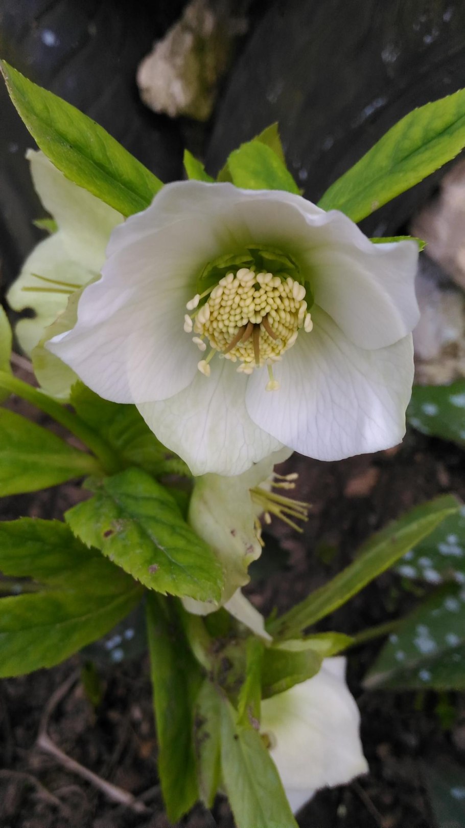 Морозник Абхазский