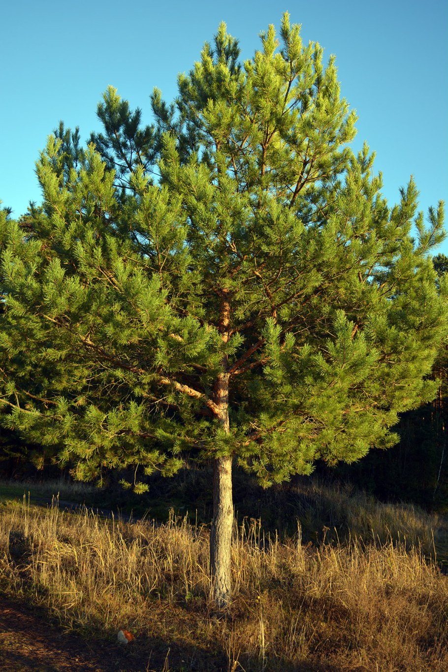 • Сосна обыкновенная (pinussilvestris)