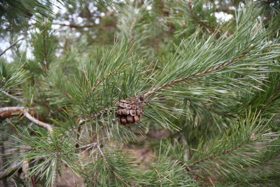 Pinus Hamata