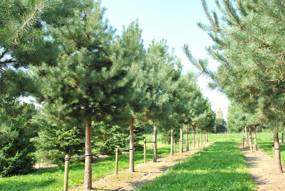 Сосна обыкновенная Pinus Sylvestris