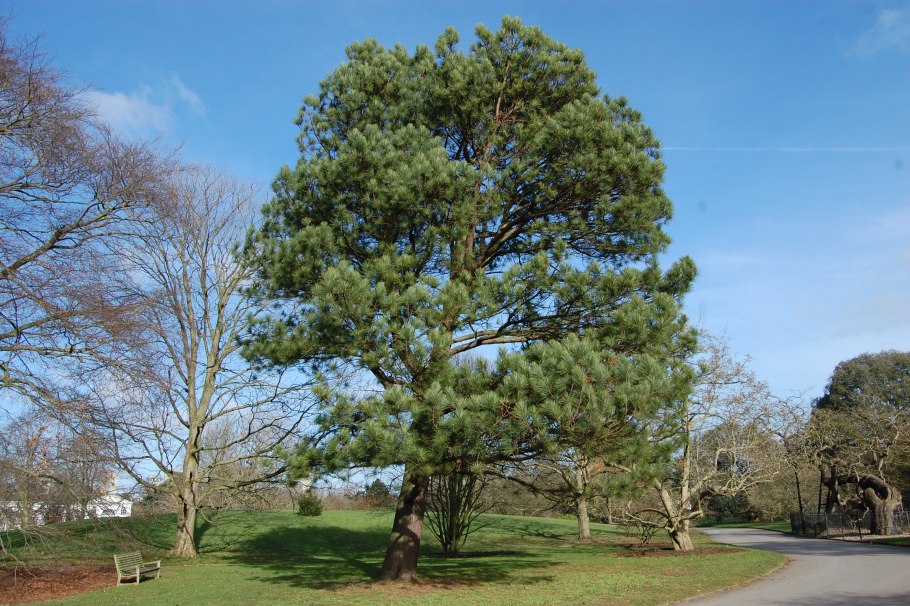Сосна ладанная (лат. Pinus Taeda)