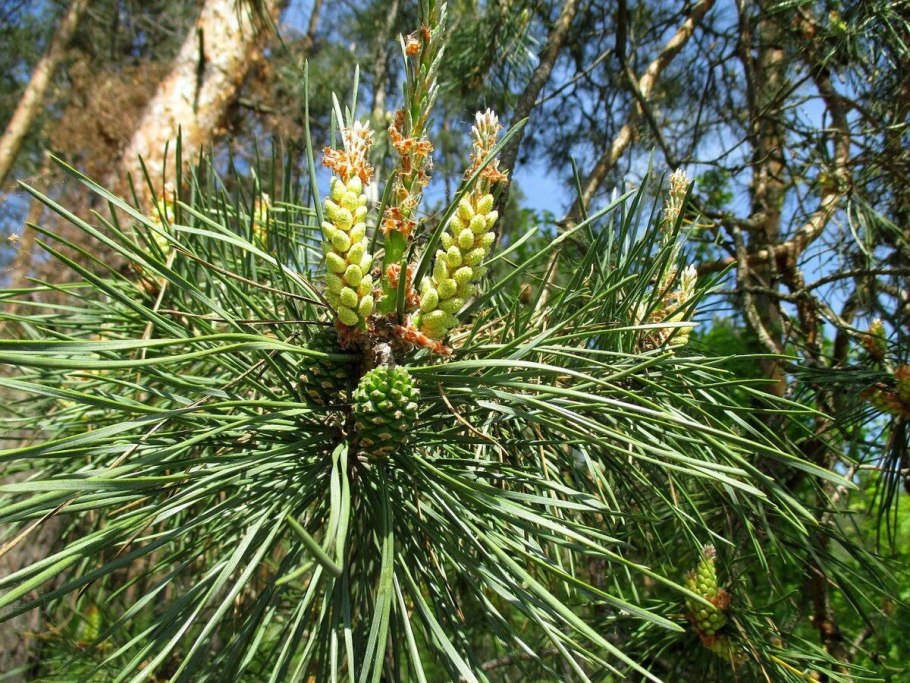 Сосна обыкновенная лат Pinus Sylvestris